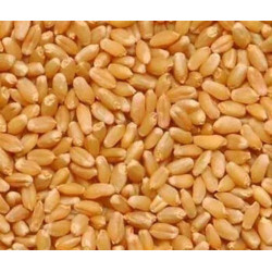 Malwa Gold Sehore Wheat 30 kg Malwa Gold Sehore Wheat 30 kg