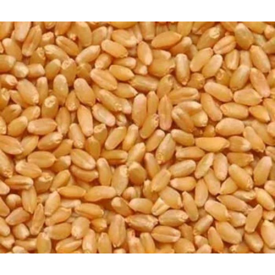 Malwa Gold Sehore Wheat 30 kg