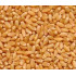 Malwa Gold Sehore Wheat 30 kg