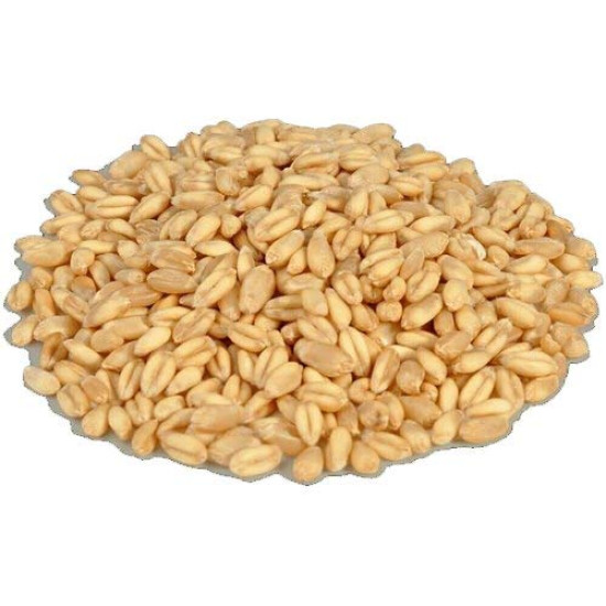 Wheat MP Sihore 30 kg
